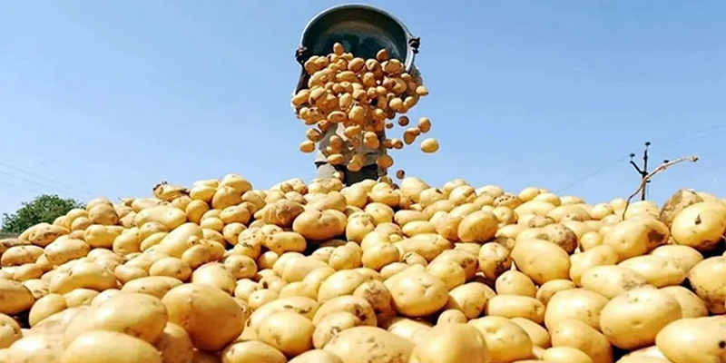 Reluctance in importing Indian potatoes