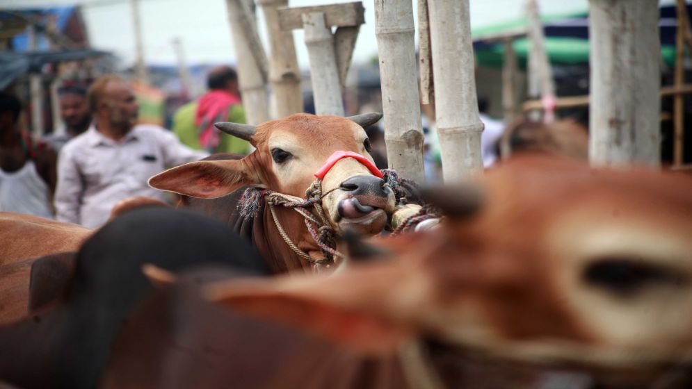 Can Dhaka's Qurbani waste management plans withstand the forecasted Eid downpour?