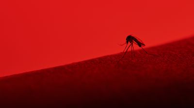 A biologist, a blog, and a mosquito control dispute