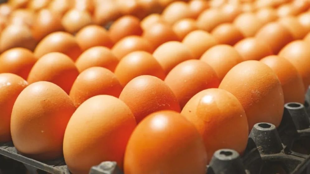 Govt permits import of 40.5 million eggs to stabilise market