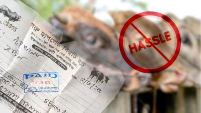 How “Hasil” extortion strangles young cattle entrepreneurs in Bangladesh