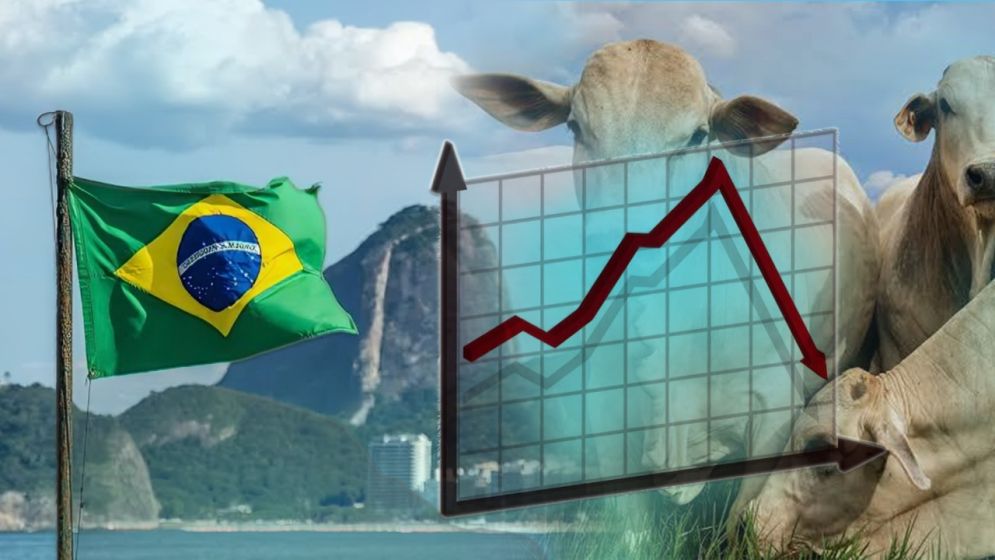 How Brazilian beef import could wreck Bangladesh’s cattle economy