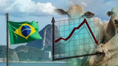 How Brazilian beef import could wreck Bangladesh’s cattle economy